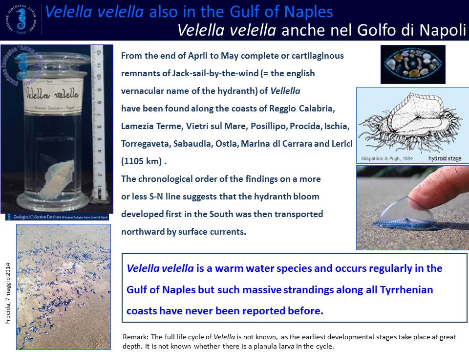 MARECHIAZOO_Velella.jpg